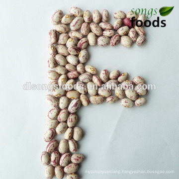 Kidney Beans High Protein, Argentina Beans